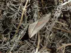 Compsoptera opacaria