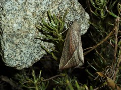 Compsoptera opacaria