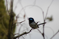 Malurus cyaneus cyaneus