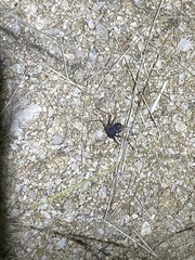 Paraphrynus carolynae