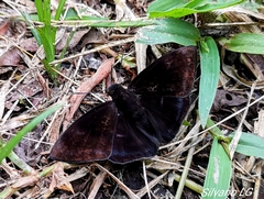 Aethilla echina echina