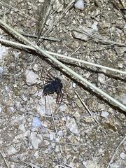 Paraphrynus carolynae