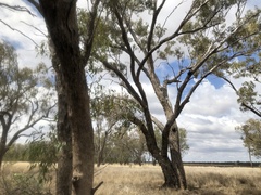 Eucalyptus coolabah