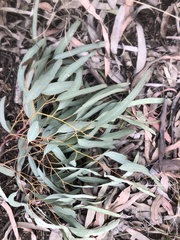Eucalyptus coolabah