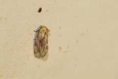 Chamaeclea basiochrea