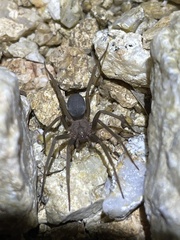 Loxosceles sabina