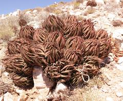 Aloe melanacantha