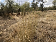 Leptochloa digitata