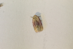 Chamaeclea basiochrea