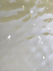 Chrysaora chesapeakei