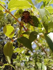 Neoscona orizabensis