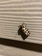 Apantesis incorrupta