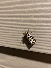 Apantesis incorrupta