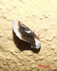 Chrysoecia requies