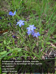 Chamaescilla corymbosa