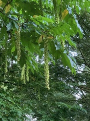 Pterocarya