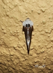 Chrysoecia requies