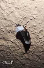 Chrysoecia requies