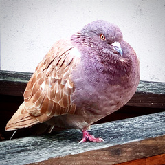 Columba livia domestica