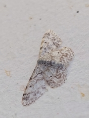 Idaea camparia
