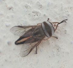 Tabanus striatus