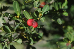 Cneorum tricoccon