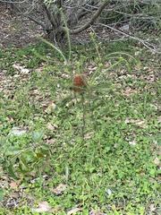 Banksia ericifolia