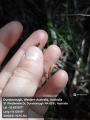 Pterostylis crispula