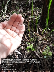 Pterostylis crispula
