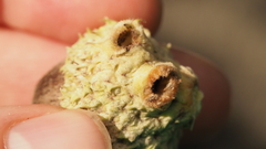 Callirhytis glandulus