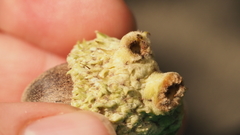 Callirhytis glandulus