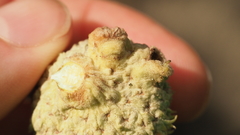 Callirhytis glandulus