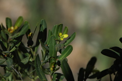 Cneorum tricoccon