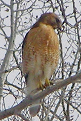 Buteo lineatus lineatus