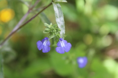 Salvia leptostachys