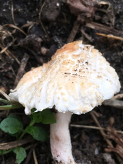 Lepiota