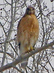 Buteo lineatus lineatus