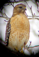 Buteo lineatus lineatus