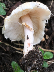 Lepiota