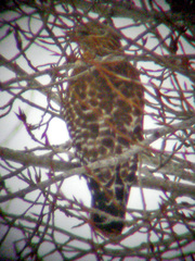 Buteo lineatus lineatus