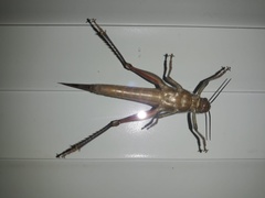 Anacridium aegyptium