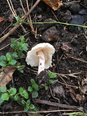 Lepiota