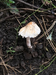 Lepiota