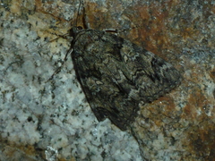 Catocala dilecta