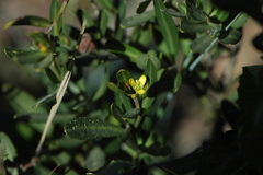 Cneorum tricoccon