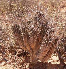 Euphorbia restituta