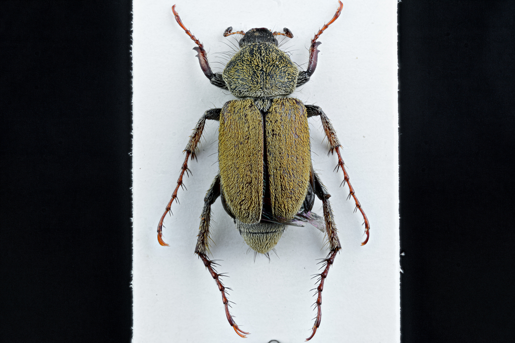 Macrodactylus farinosus