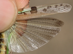 Aiolopus thalassinus thalassinus