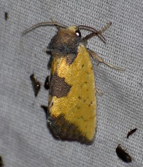 Stiria intermixta