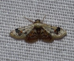 Idaea asceta